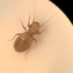 Granary Book Louse thumbnail 1