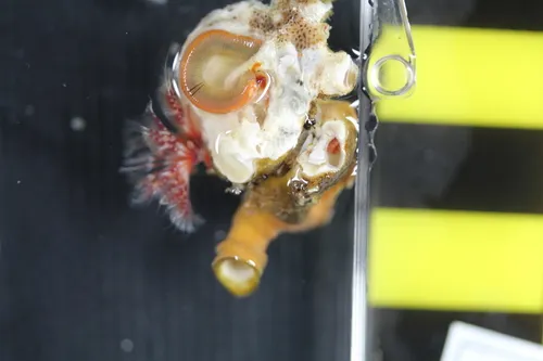 Yoke-bearer Calcareous Tubeworm