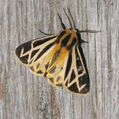 Charlotte's Tiger Moth thumbnail 1