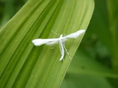 Alberta Pale Plume Moth thumbnail 4