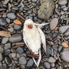 Pacific Loon thumbnail 1