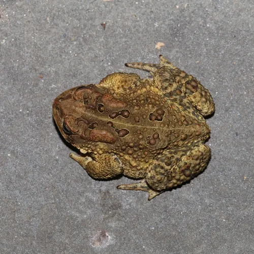 American Toad