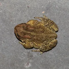 American Toad thumbnail 1