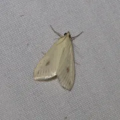 Carrot Seed Moth thumbnail 2