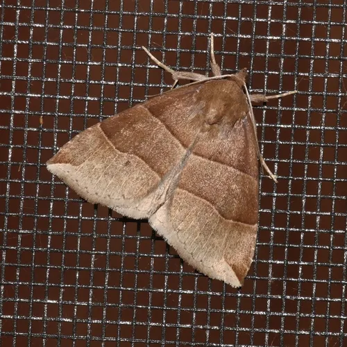 Maple Looper Moth
