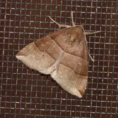 Maple Looper Moth thumbnail 1