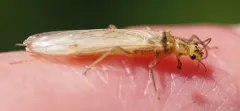 Two-lined Stripetail thumbnail 1