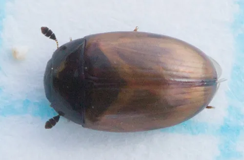 Cercyon luniger