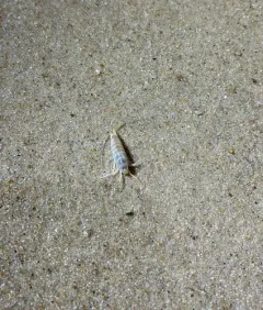 Common Atlantic Sandhopper thumbnail 3