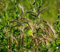 Common Barley thumbnail 3
