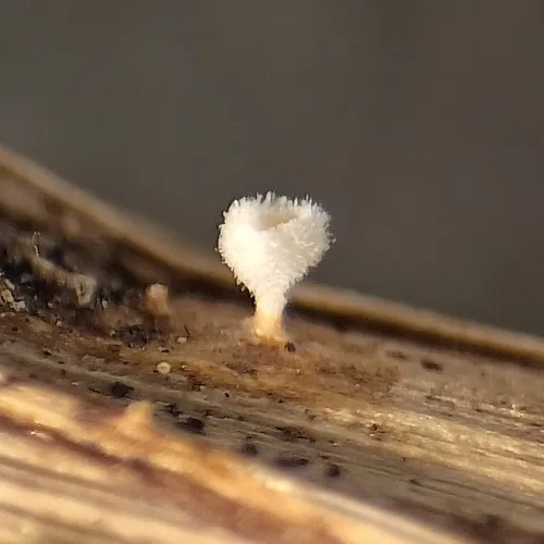 stalked hairy fairy cup