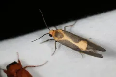 Lead-colored Lichen Moth thumbnail 4