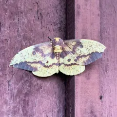 Imperial Moth thumbnail 4
