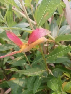 Puccinia minutissima thumbnail 4