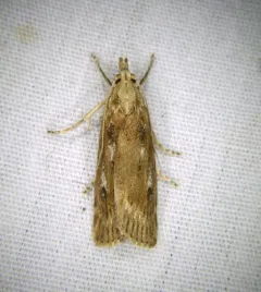 Occidentalia comptulatalis thumbnail 3