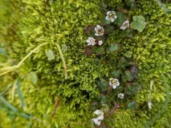 Pygmy Saxifrage thumbnail 2