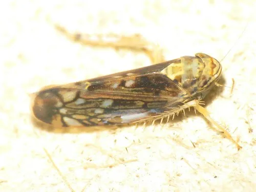 Scaphoideus pullus