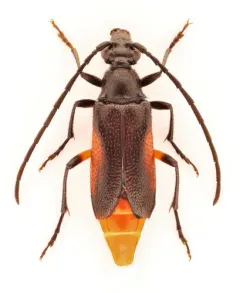 Pseudostrangalia cruentata thumbnail 2