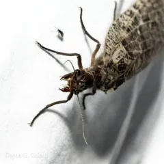 Orohermes crepusculus thumbnail 4