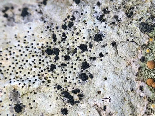 Opegrapha rupestris