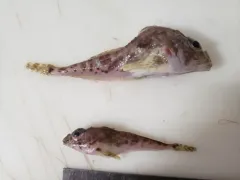 Twohorn Sculpin thumbnail 2