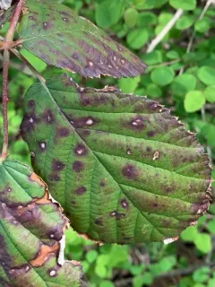 Sphaerulina westendorpii thumbnail 3