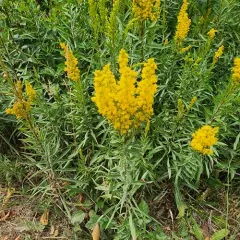 Elegant Goldenrod thumbnail 1