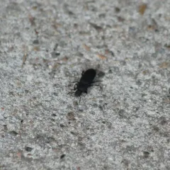 Dark Mealworm thumbnail 3