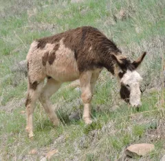 Donkey thumbnail 2