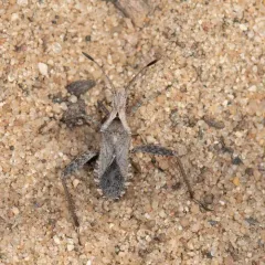 Stachyocnemus apicalis thumbnail 2