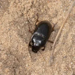 Euryderus grossus thumbnail 4