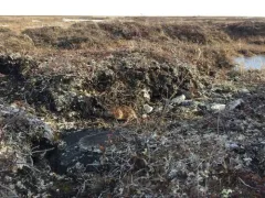 Richardson's Collared Lemming thumbnail 2