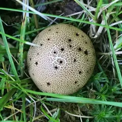 Leopard Earthball thumbnail 4