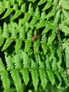 Leiobunum bracchiolum thumbnail 2