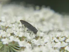 Agrilaxia flavimana thumbnail 3