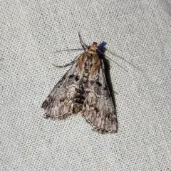 Toripalpus trabalis thumbnail 2