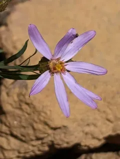 Klickitat aster thumbnail 1
