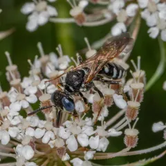 Philanthus politus thumbnail 2