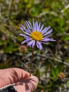 western mountain aster thumbnail 2