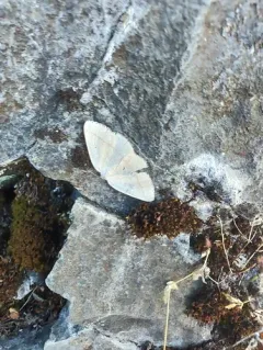 Eudrepanulatrix rectifascia thumbnail 3