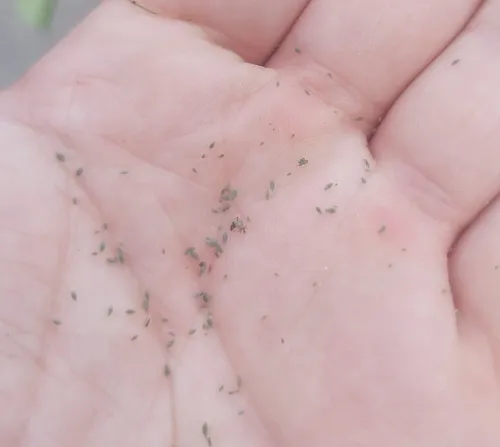 Asparagus Aphid