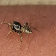 Boreal Paradise Spider thumbnail 3