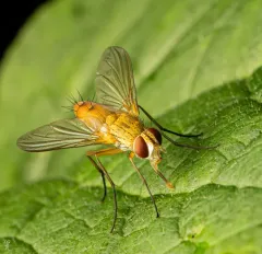 Leskia depilis thumbnail 3