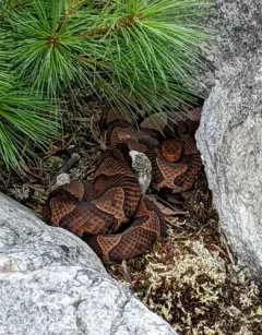 Eastern Copperhead thumbnail 4