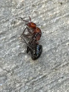 Pitted Mound Ant thumbnail 2
