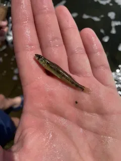 Shield Darter thumbnail 2