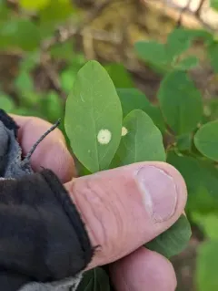 Exobasidium cordilleranum thumbnail 1