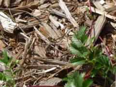 Wall Mason Wasp thumbnail 4