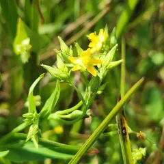 large canadian st. john's-wort thumbnail 4