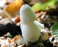 white chalk mushroom thumbnail 3